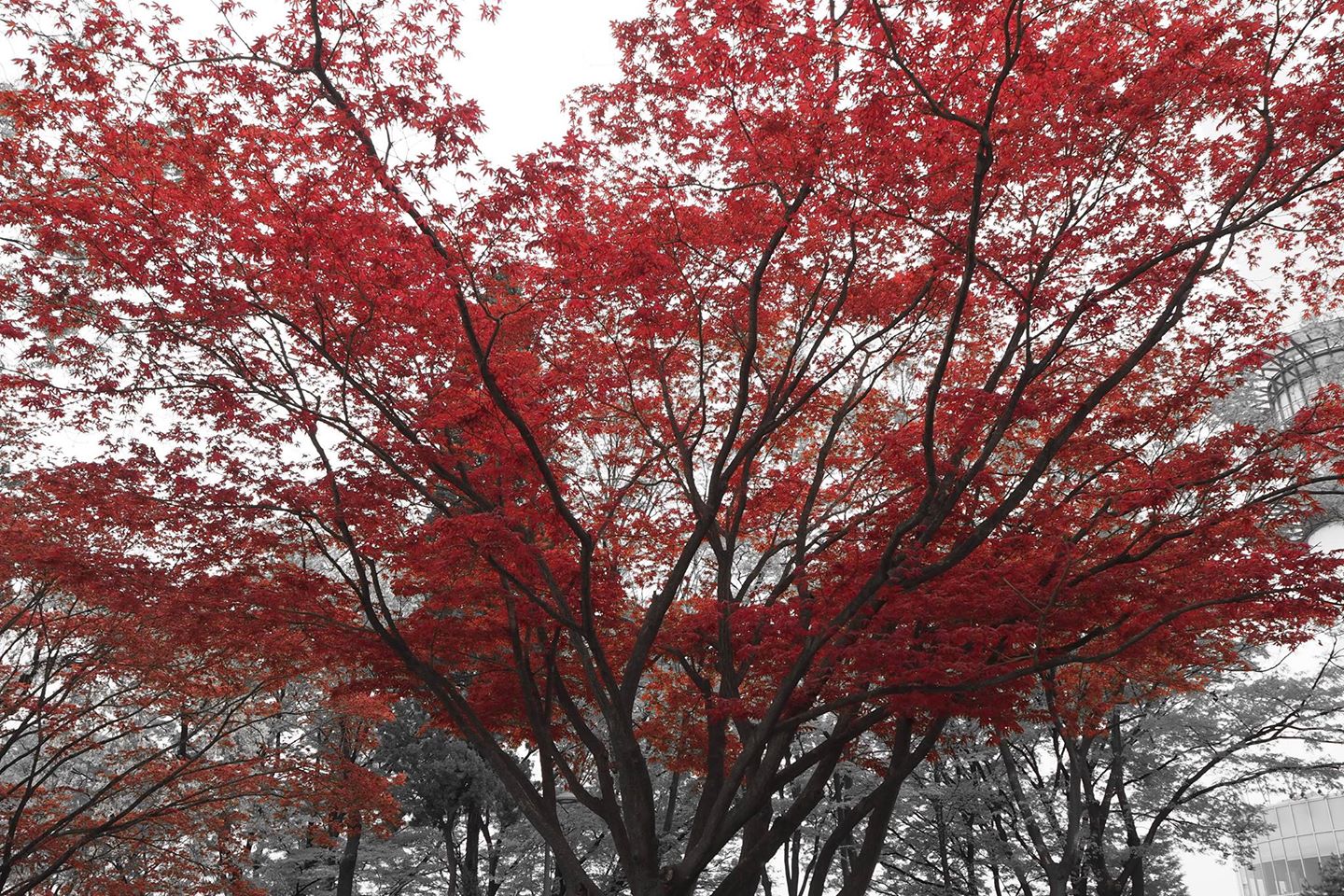 Centre géographique de Séoul