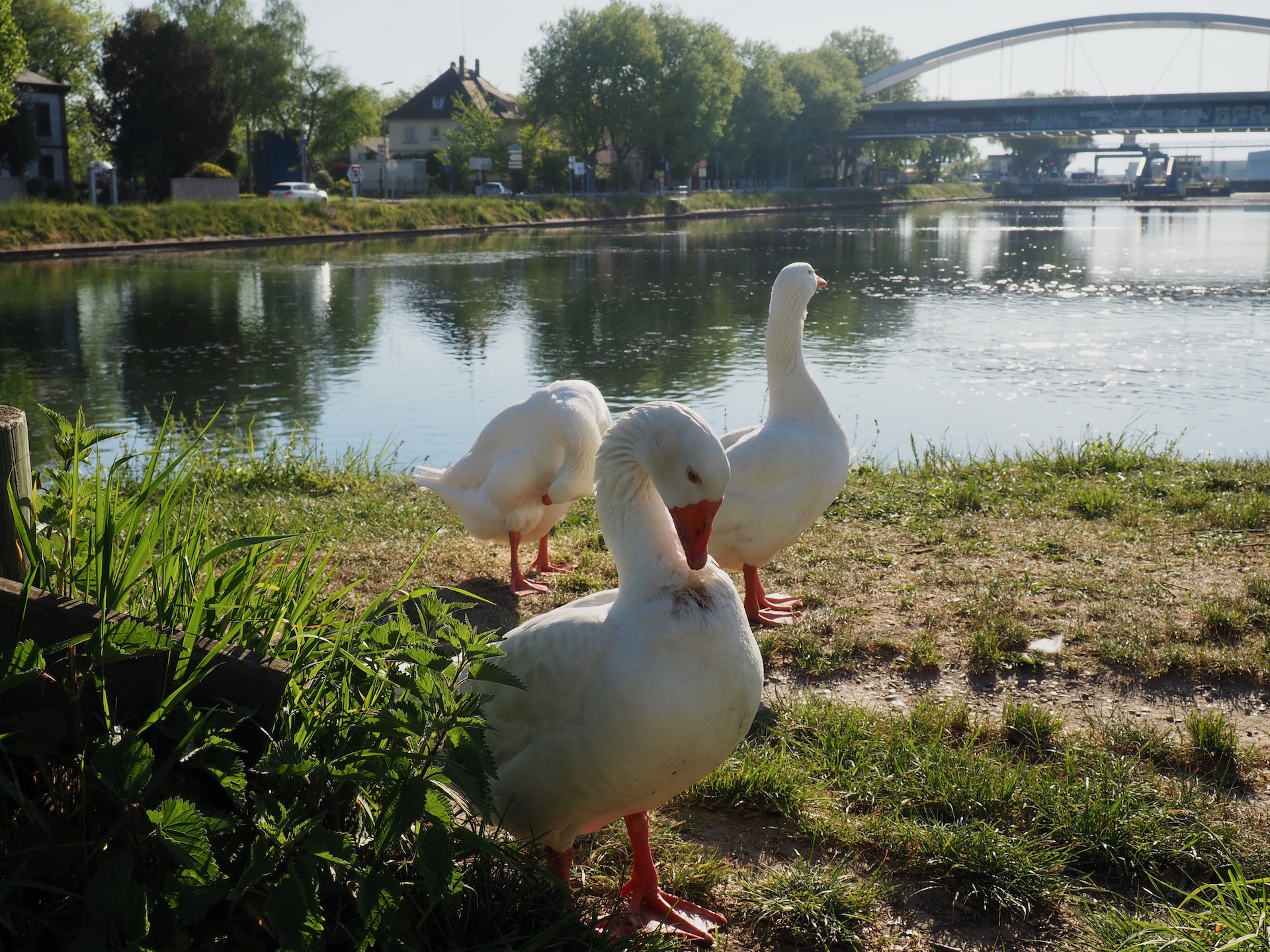 Strasbourg